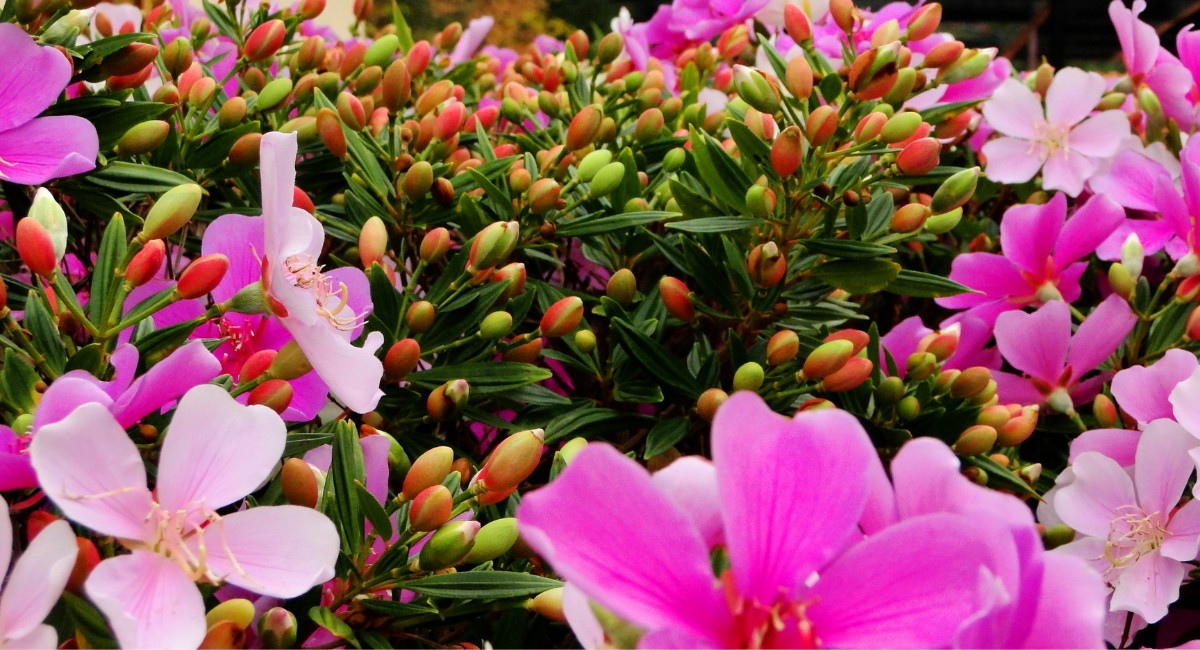 Como criar um jardim que floresce o ano todo